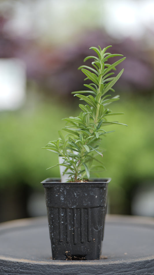 Rosemary | Spice Island - 1 Pint