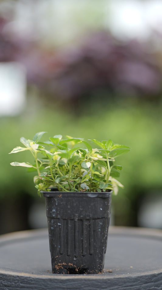 Mint | Peppermint - 1 Pint