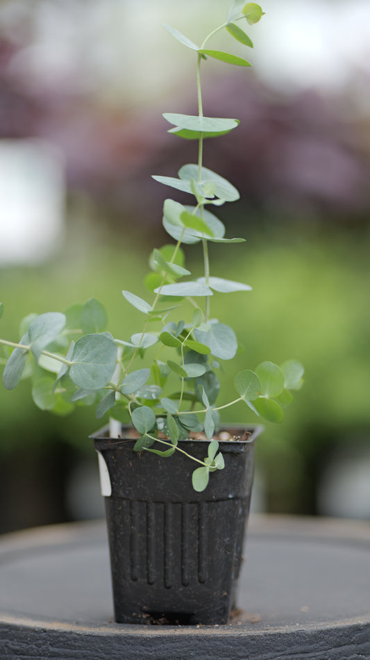 Eucalyptus | Silver Dollar - 1 Pint