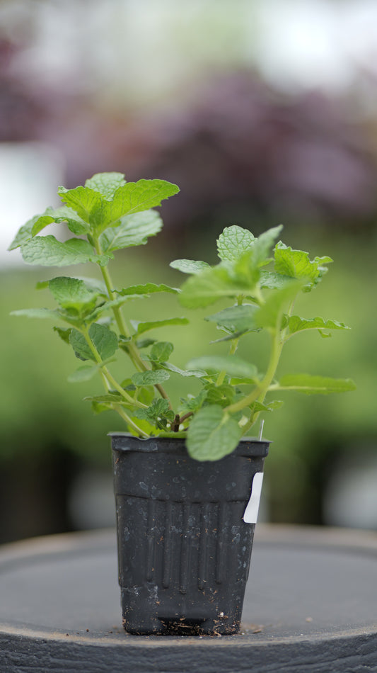 Mint | Mojito - 1 Pint