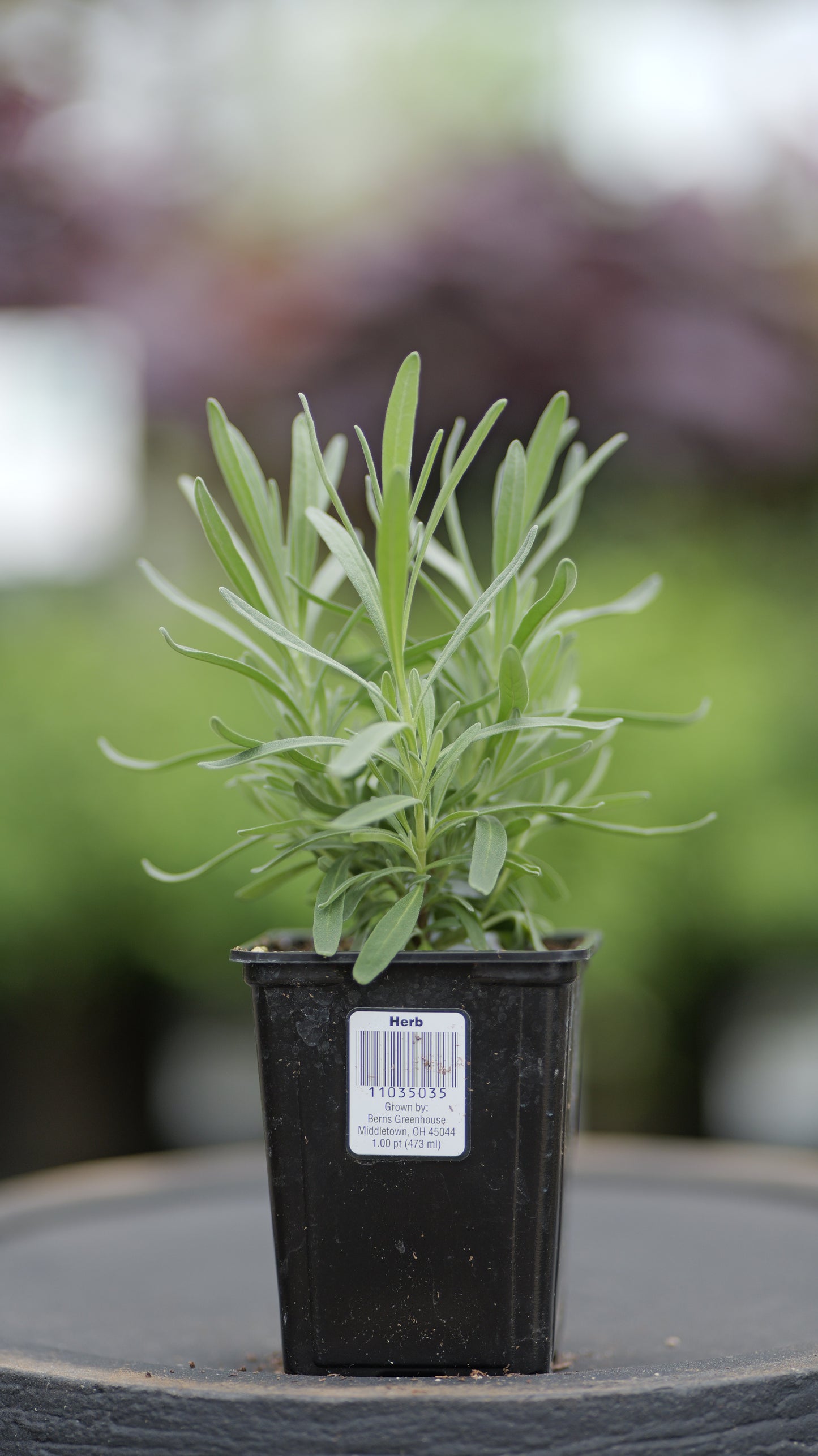 Lavender | Provence - 1 Pint