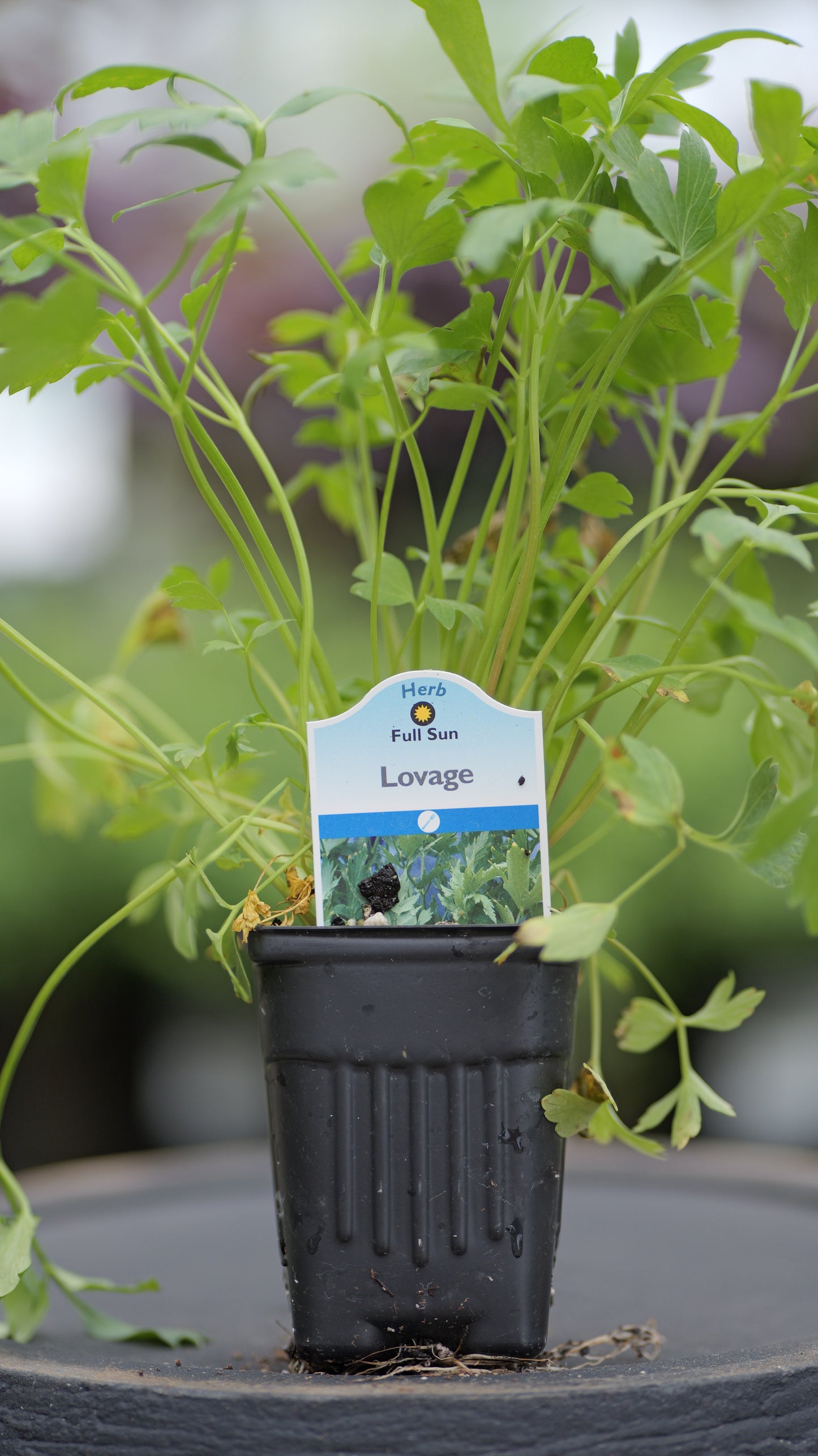 Lovage | Common - 1 Pint