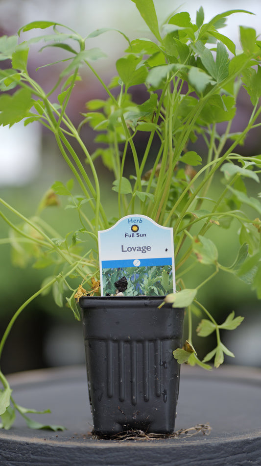 Lovage | Common - 1 Pint