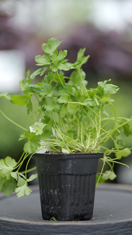 Parsley | Italian - 1 Pint