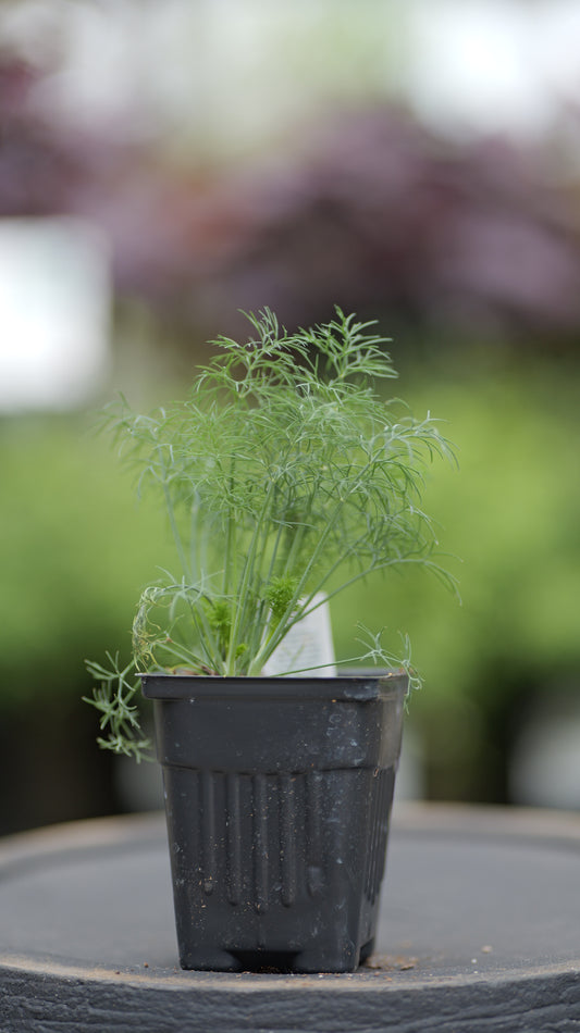 Dill | Fern Leaf - 1 Pint