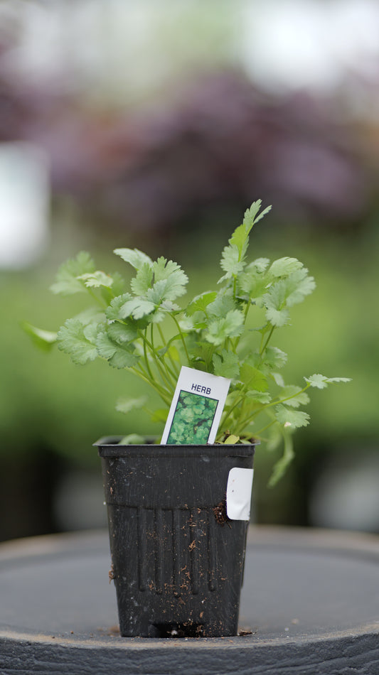 Cilantro | Santo - 1 Pint