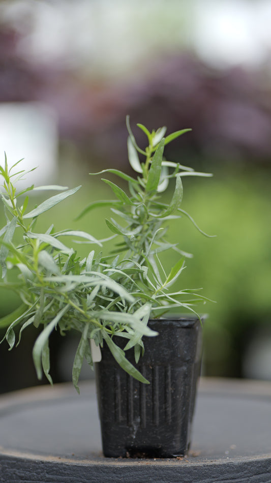 Tarragon | French - 1 Pint