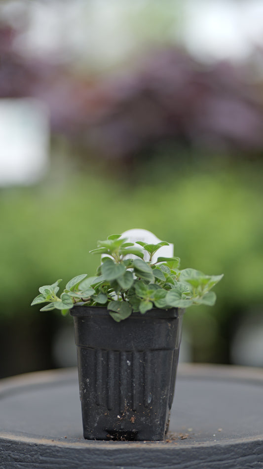 Oregano | Greek - 1 Pint