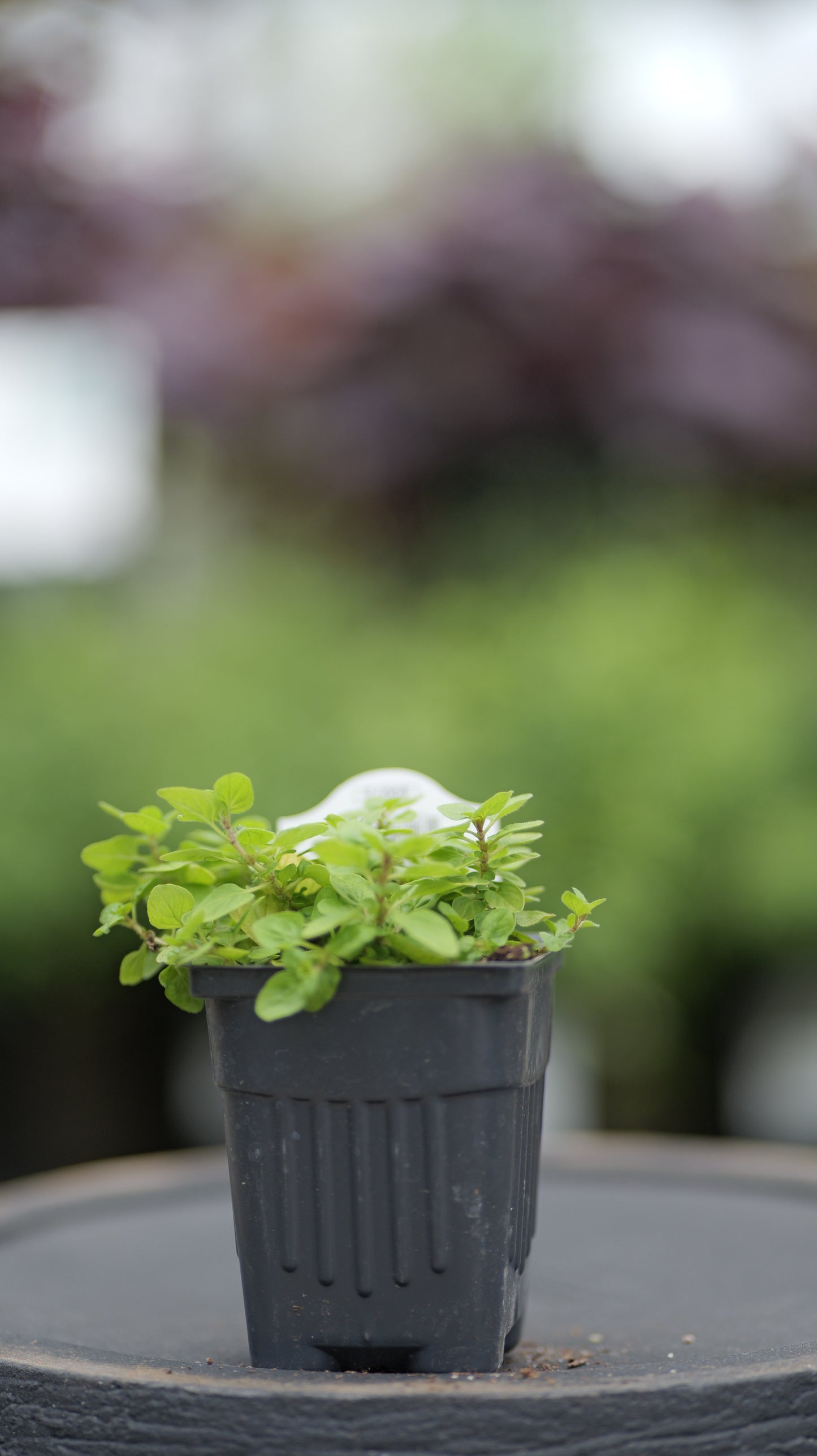Oregano | Thumbles - 1 Pint