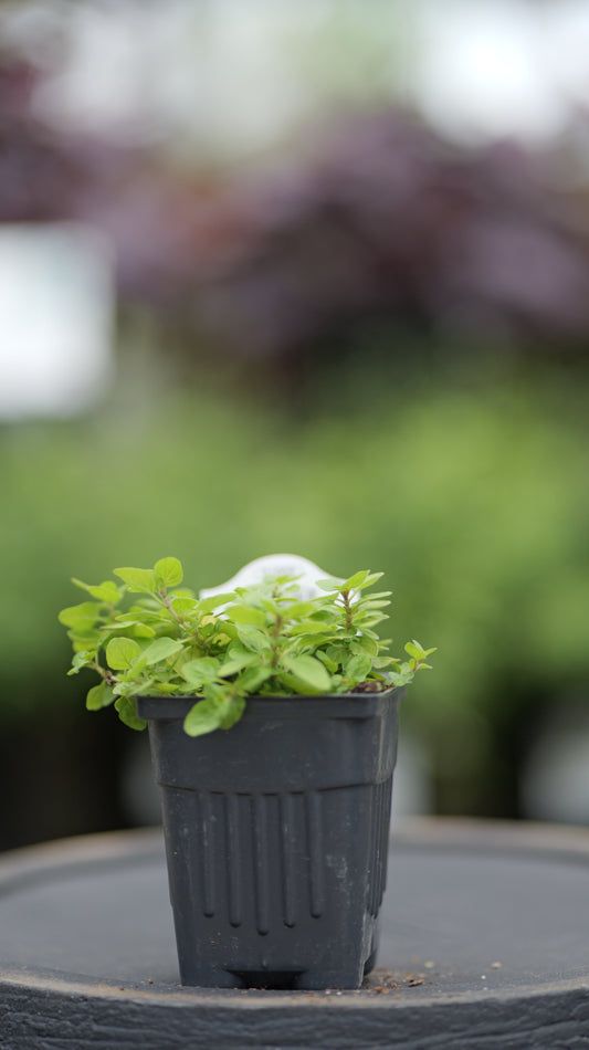 Oregano | Thumbles - 1 Pint