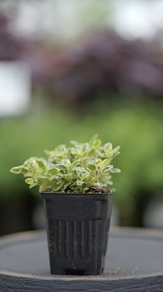 Oregano | Varigated - 1 Pint