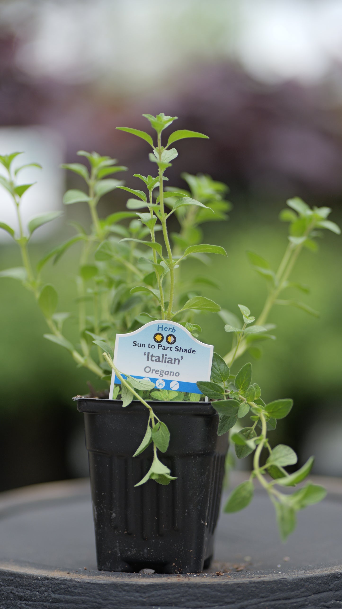 Oregano | Italian - 1 Pint
