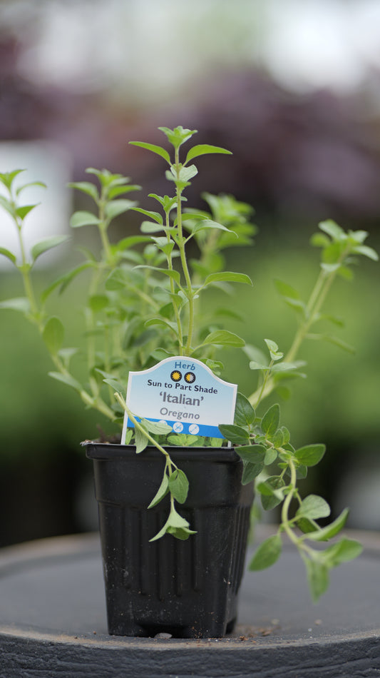 Oregano | Italian - 1 Pint