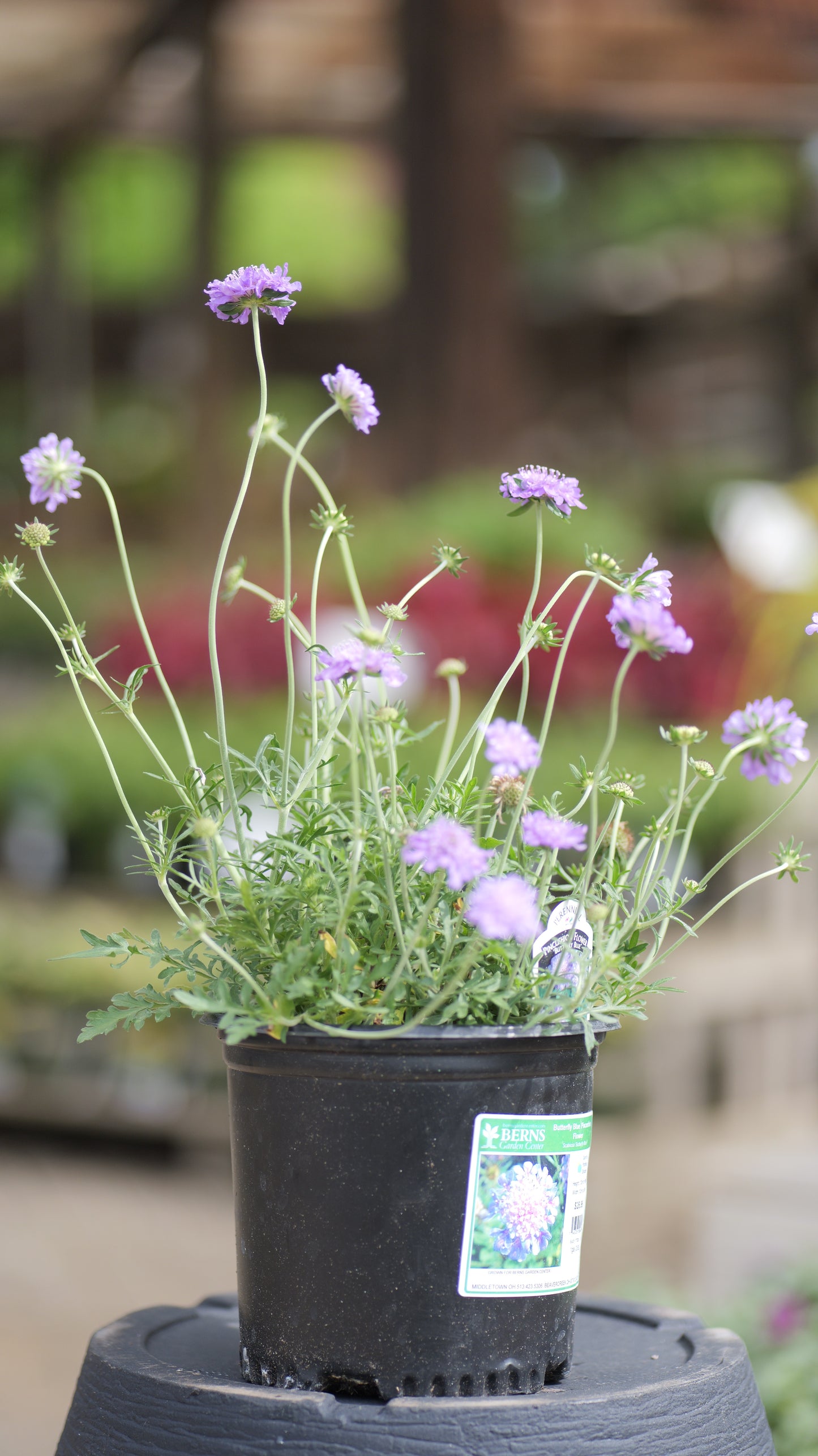 Scabiosa | Butterfly Blue Pincushion Flower - 1 Gallon