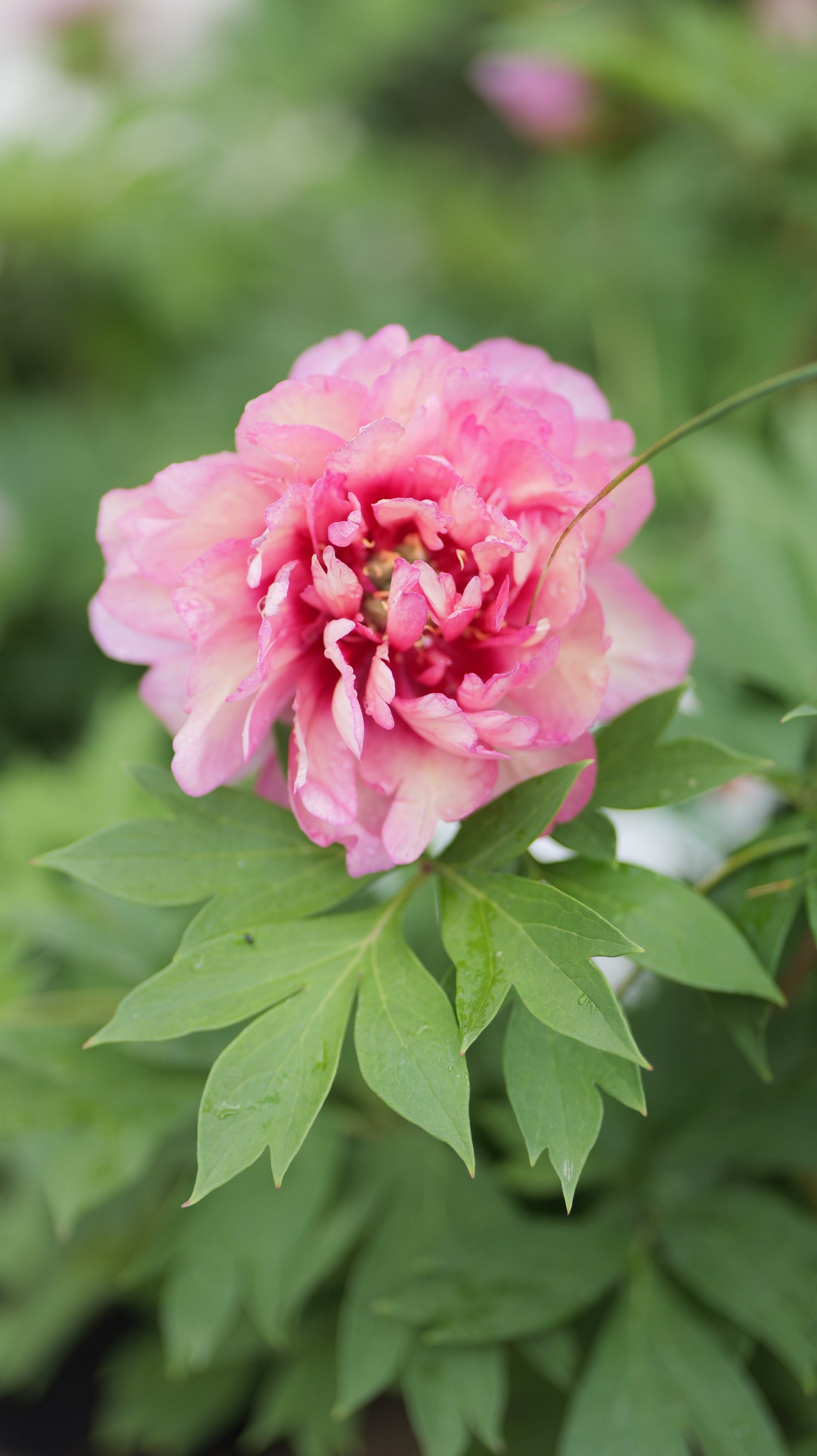 Paeonia | Julia Rose Itoh Peony - 3 Gallon