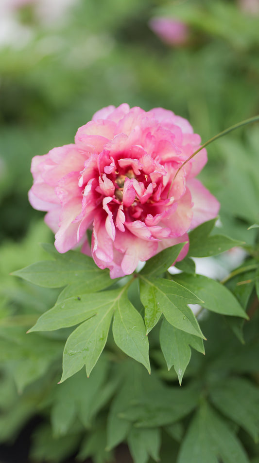 Paeonia | Julia Rose Itoh Peony - 3 Gallon