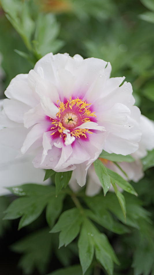 Paeonia | Cora Louise Itoh Peony - 3 Gallon