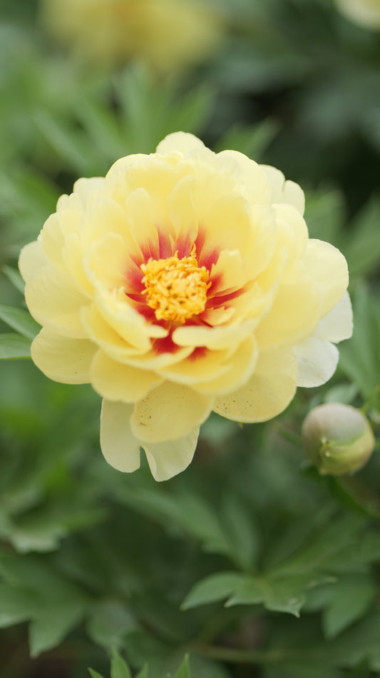 Paeonia | Bartzella Itoh Peony - 3 Gallon