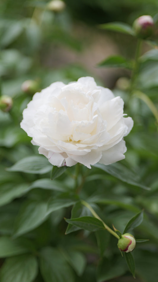 Paeonia | Shirley Temple Garden Peony - 2 Gallon