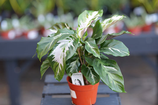Calathea | Stella - 4 Inch