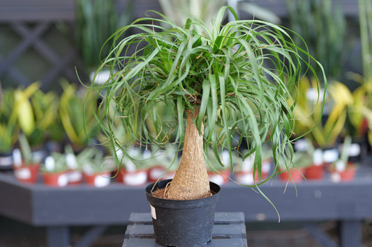 Beaucarnea | Ponytail Palm - 6 Inch