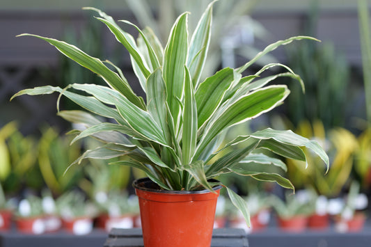 Dracaena | Jumbo - 6 Inch