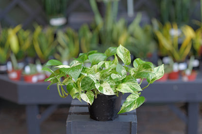 Epipremnum | Marble Queen Pothos - 6 Inch
