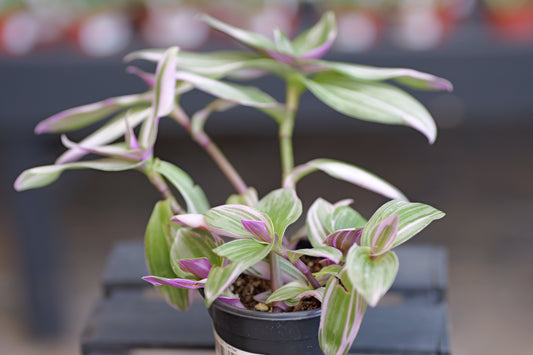 Tradescantia | Bubblegum - 4 Inch