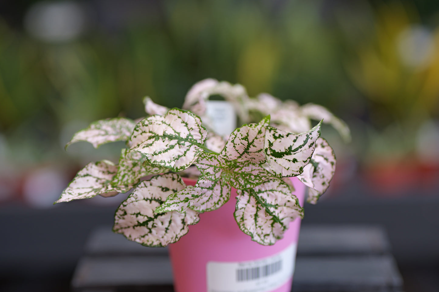 Hypoestes | Polka Dot Plant - 4 Inch