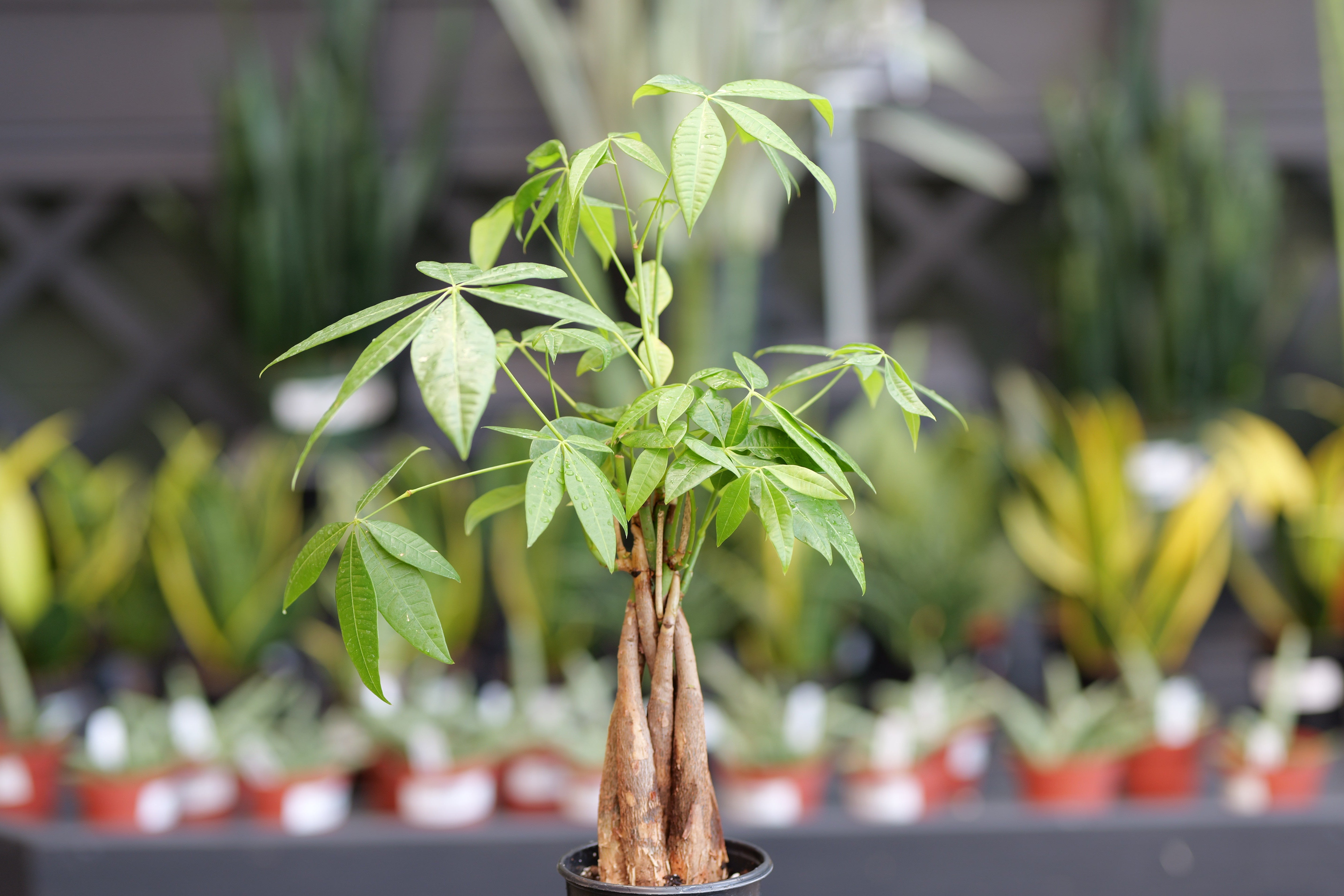 Pachira | Money Tree - 6 Inch - Berns Garden Center