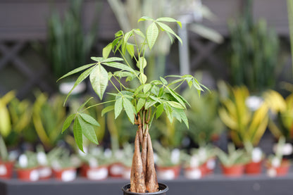 Pachira | Money Tree - 6 Inch