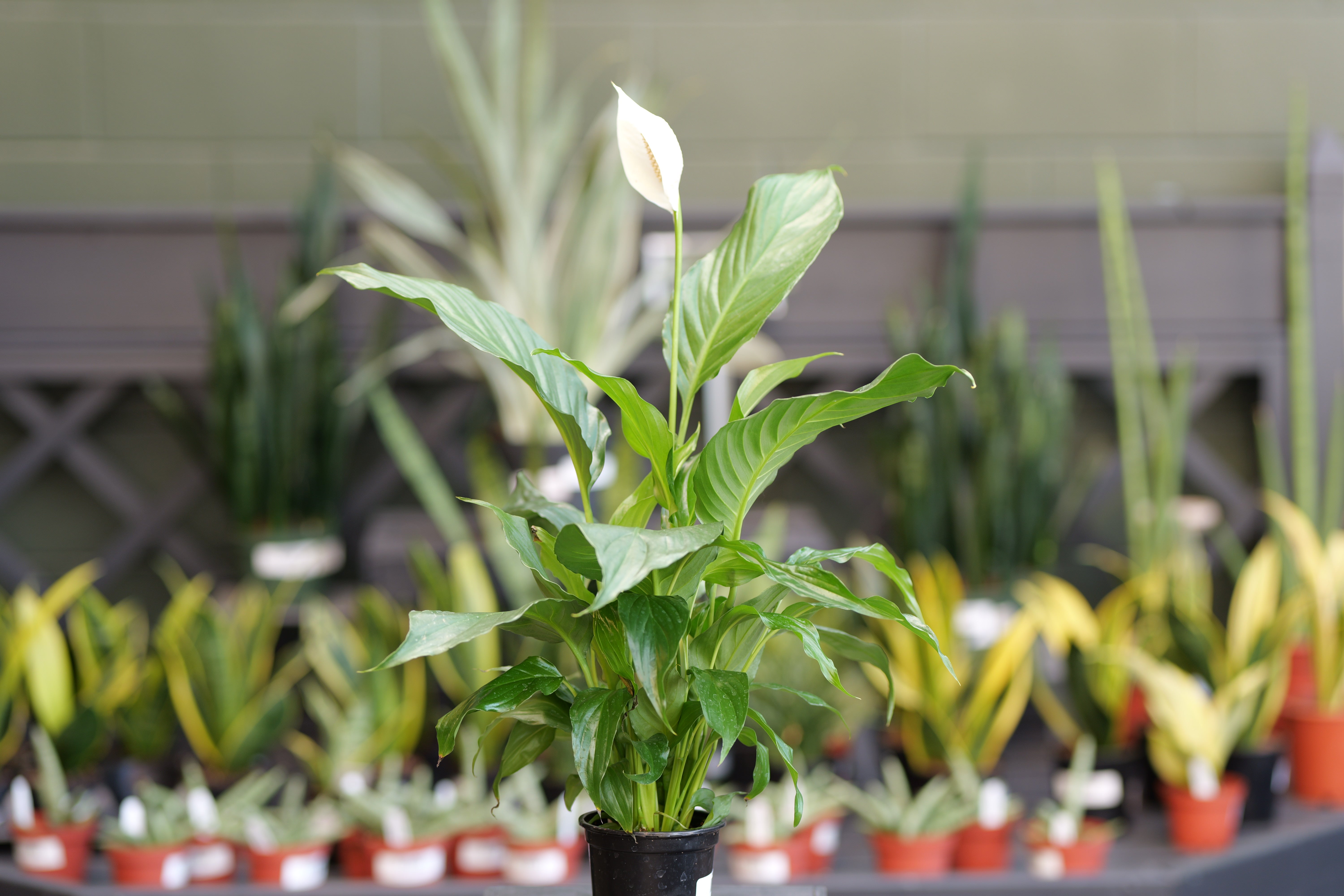 Berns Garden Center Spathiphyllum Peace Lily - Thumbnail 2
