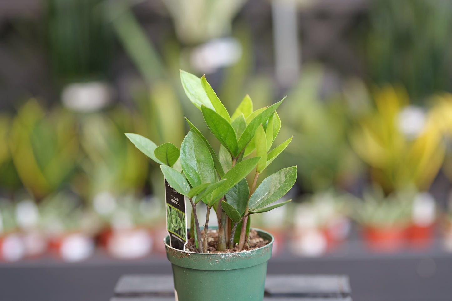 Zamioculcas | Assorted ZZ Plant - 4 Inch