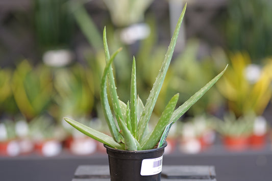Aloe | Vera - 4 Inch
