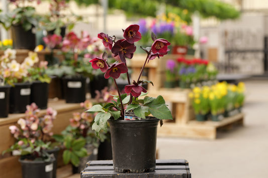 Helleborus | Ice N' Roses Lenten Rose | Brunello - 1 Gallon