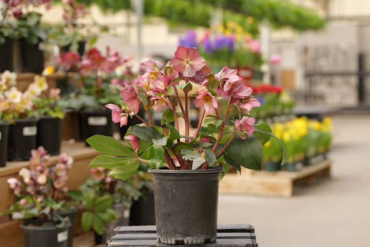 Helleborus | Ice N' Roses Lenten Rose | Frosted Rose - 1 Gallon