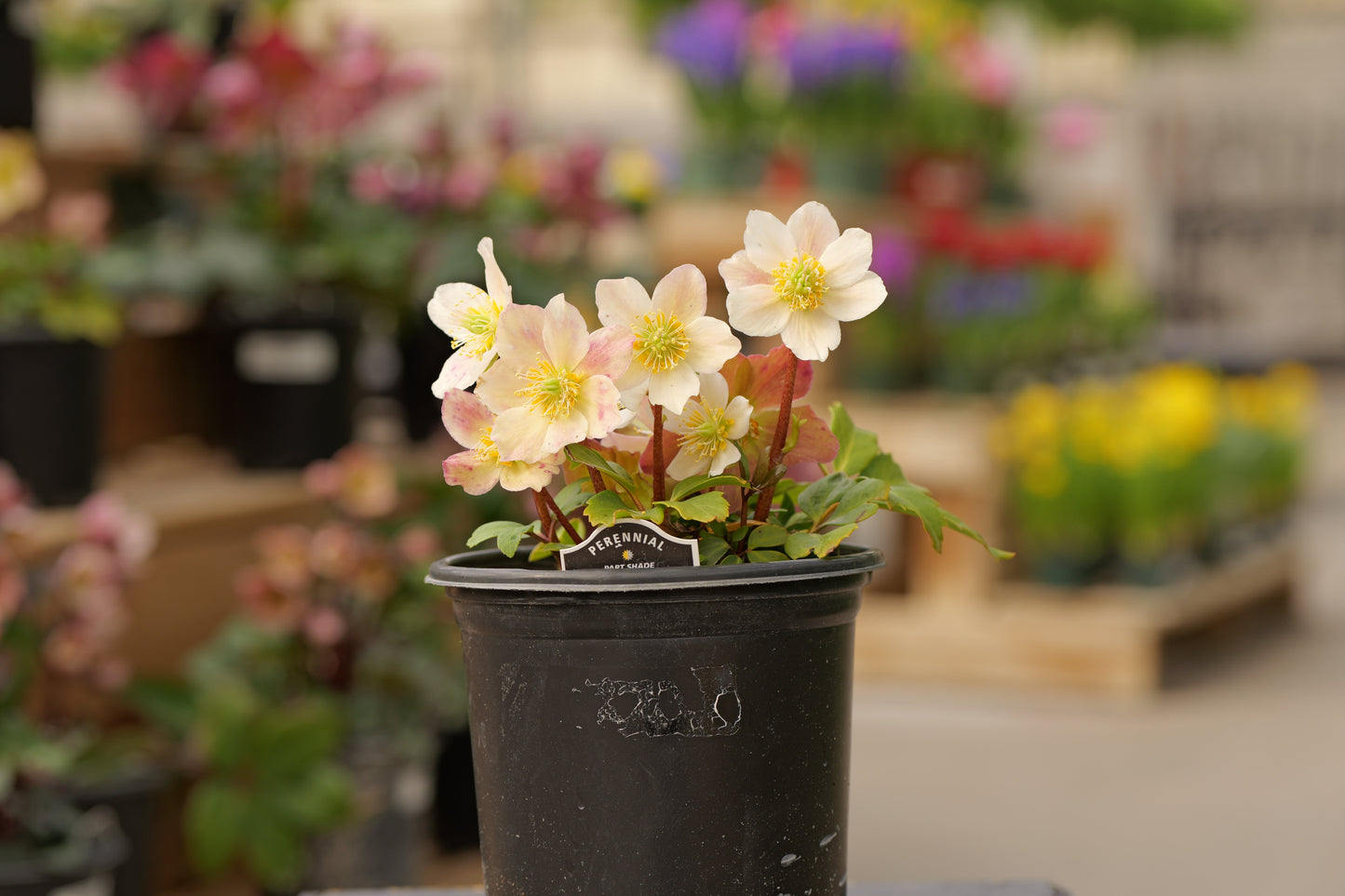 Helleborus | Jacob Lenten Rose - 1 Gallon