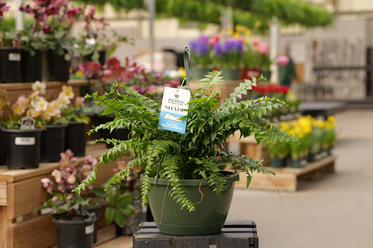 Fern | Macho - Hanging Basket