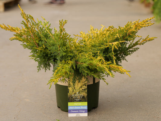 Juniperus | Daub's Frosted Juniper - 2 Gallon