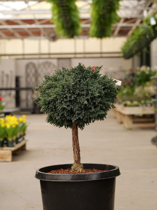 Juniperus | Blue Star Juniper | Tree Form - 10 Gallon 15-18"