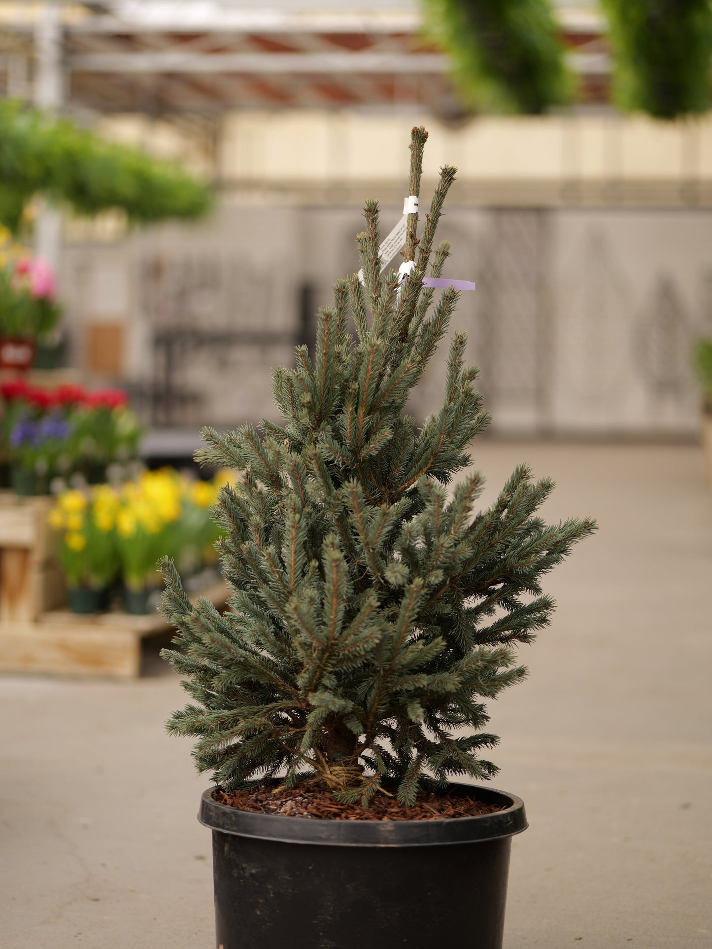 Picea | Paul's Select Norway Spruce - 10 Gallon
