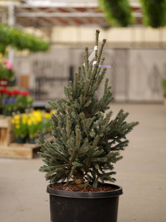 Picea | Paul's Select Norway Spruce - 10 Gallon