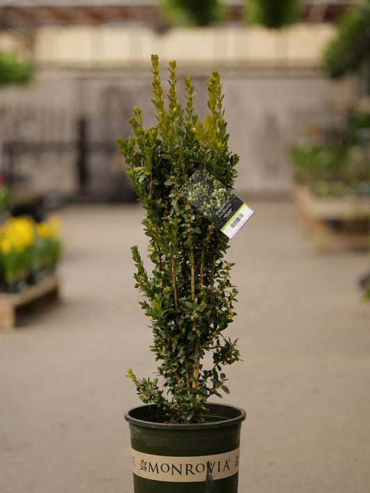Buxus | Green Tower Boxwood - 5 Gallon