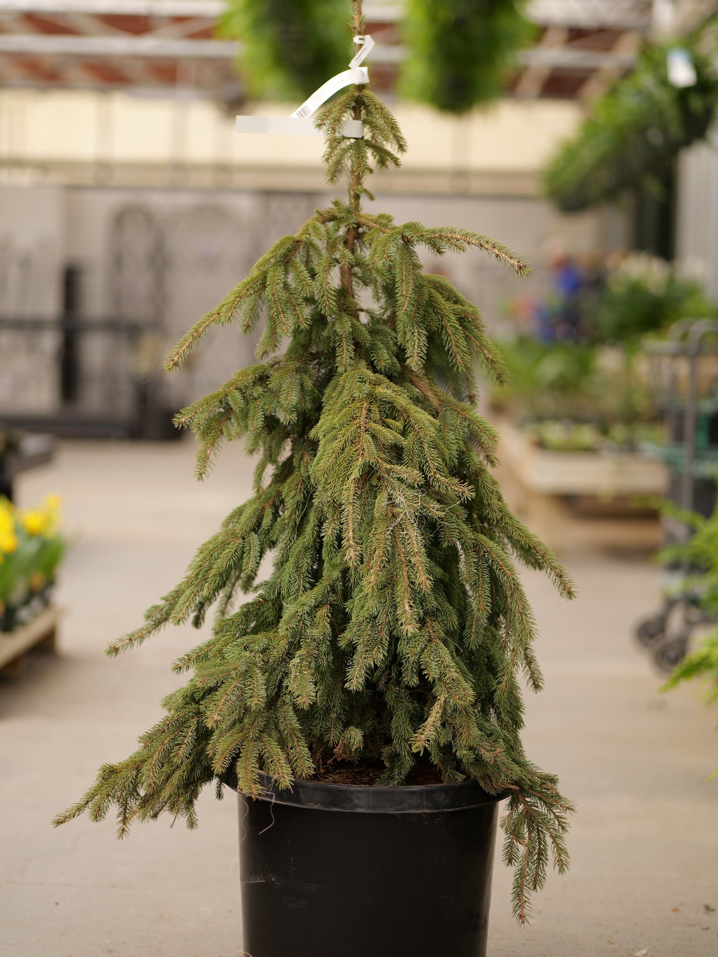 Picea | Weeping White Spruce