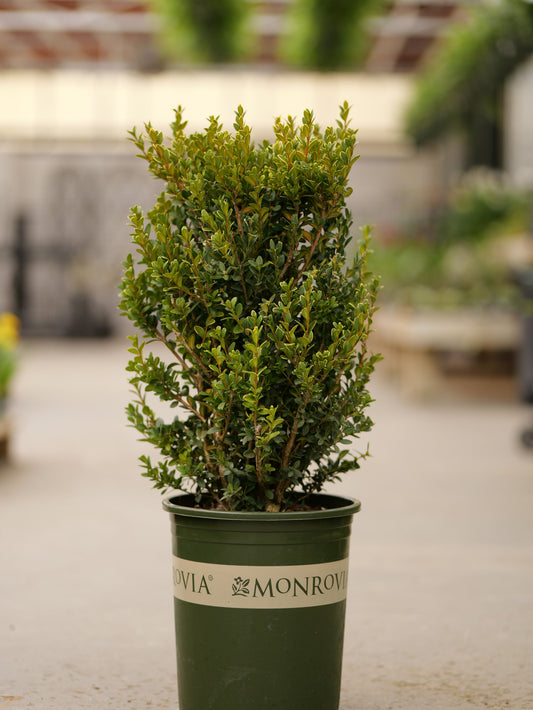 Buxus | Green Mountain Boxwood | Natural - 5 Gallon