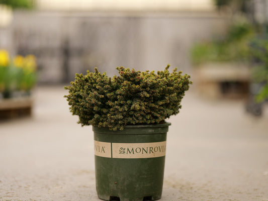 Picea | Little Gem Spruce - 2 Gallon