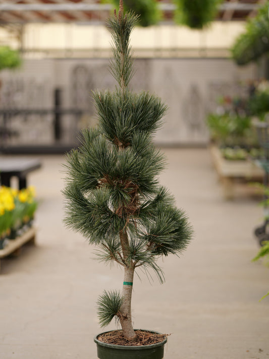 Pinus | Vanderwolf's Pyramid Limber Pine - 5 Gallon