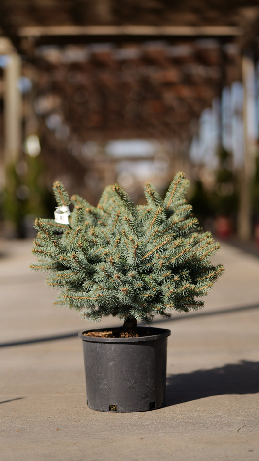 Picea | Globe Blue Spruce - 3 Gallon