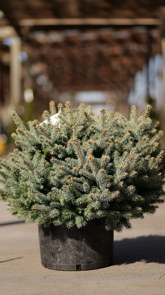 Picea | Globe Blue Spruce - 6 Gallon