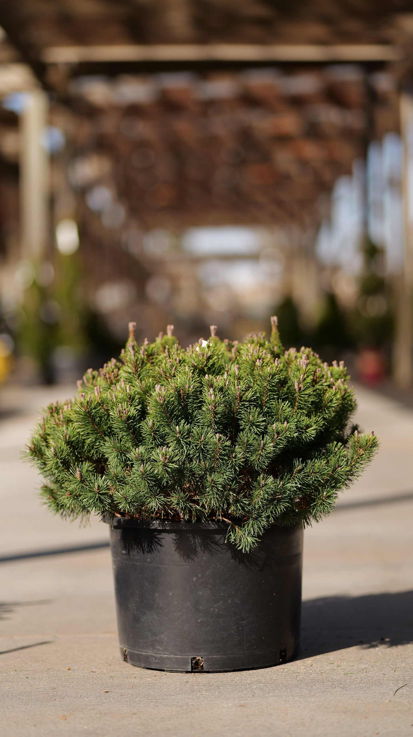 Pinus | Slowmound Mugo Pine - 6 Gallon